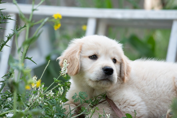 schoolbord inhalen Allerlei soorten Golden Retriever Kopen? Deze puppy benodigdheden heb je nodig!