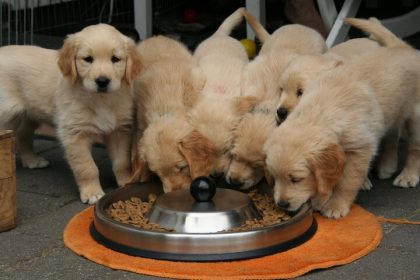 Golden Retriever puppy's eten